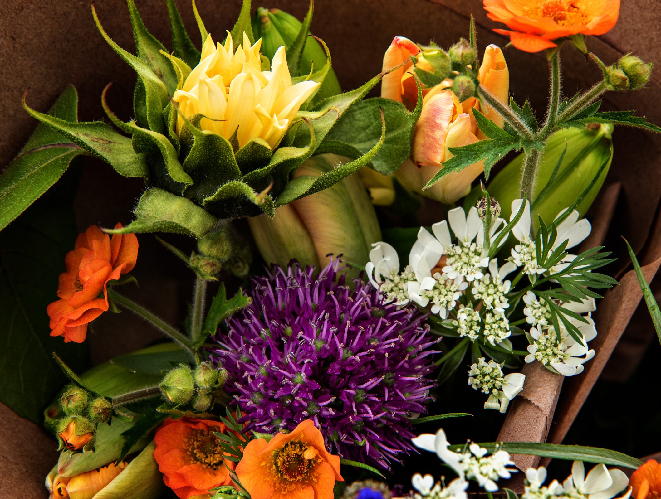 Spring flower photographs