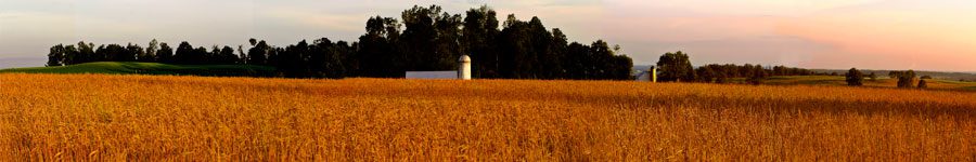 Wheatfield,-Heather-Heights-Velvia